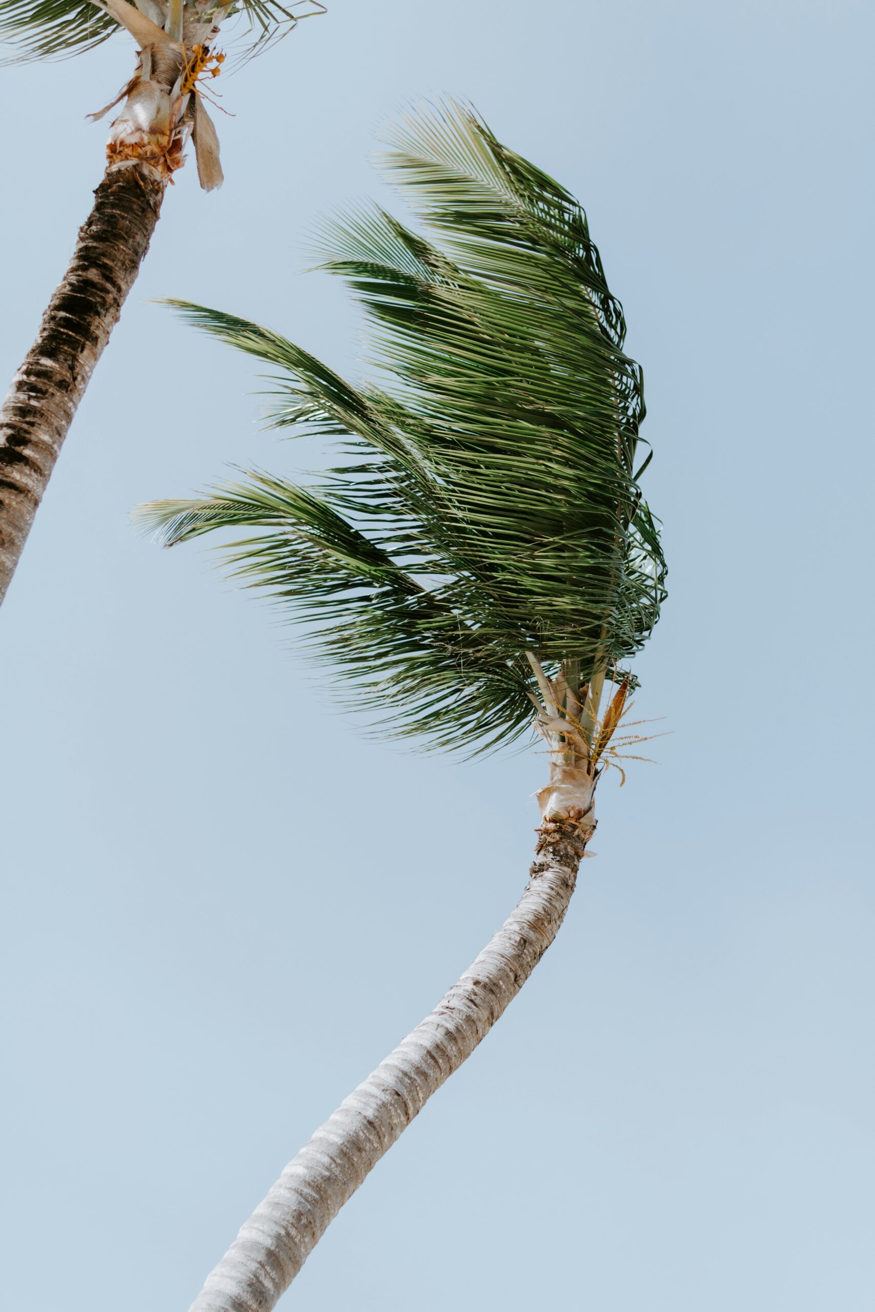 kelly-sikkema-nUrXLxhYpgI-unsplash kelly-sikkema-nUrXLxhYpgI-unsplash